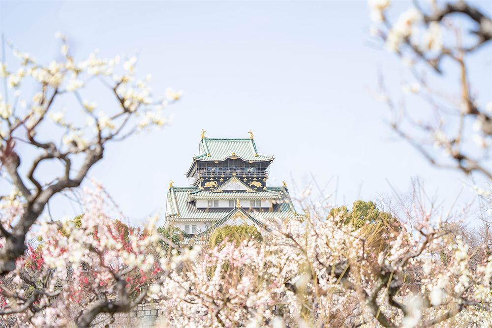 大阪城梅林2026|春を先取り。見頃の梅と梅林茶席を楽しむ一日レポ